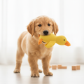 Chien jouant avec le jouet canard en peluche - Museau Club